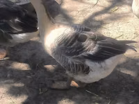 Geese — Foto 3