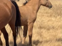 Caballo, Kazakh horse — foto 1