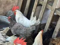 Chickens — photo 5