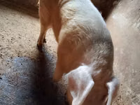 Eber, Schweine — Foto 3