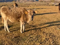 母牛, Latvian Blue cattle — 照片 1