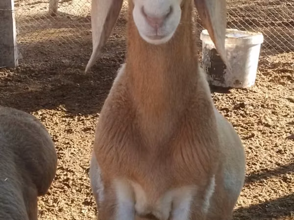 Кочкор, Арашан