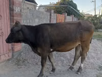 公牛, Swiss cattle — 照片 5