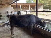 母牛, Cattle — 照片 3