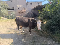 Vaca, Ganado vacuno — foto 4