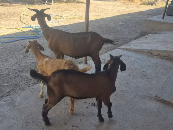Cabra, Alpine goat