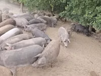 Schweine (Partie, Geschlecht nicht angegeben), Schweine — Foto 2