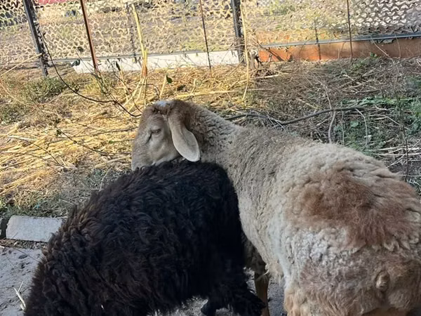 Қошқар, Hissar sheep