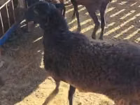 Ram, Sheep — photo 4
