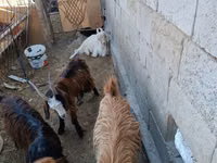 Cabra, Cabras — foto 3