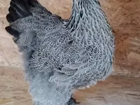 Brahma — Foto 1