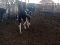 Bull, Russian Black pied cattle — photo 3