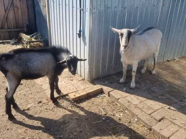 母山羊, Alpine goat — 哈萨克斯坦