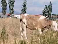 Vaca, Red Estonian cattle — foto 1