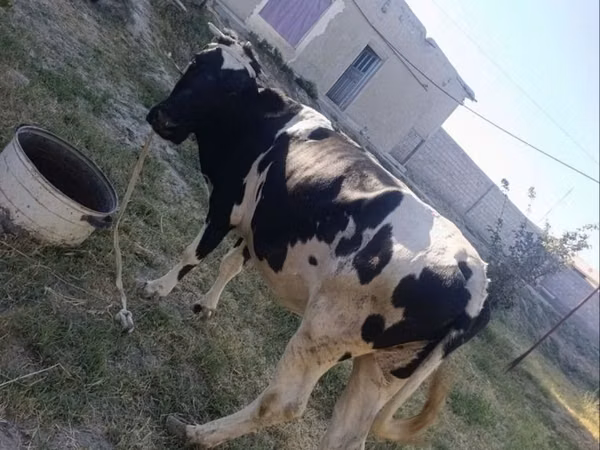 أبقار (دفعة، الجنس غير محدد), Russian Black pied cattle