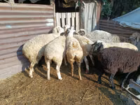 公羊, Sheep — 照片 1