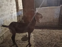 Ziege, Beetal goats — Foto 4