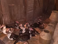 Ducks — Foto 2