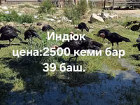 Turkeys — Foto 1
