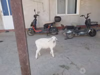 Carnero, Ovejas — foto 2