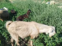 Ziegenbock, Ziegen — Foto 4