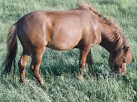 公马, Horses — 照片 1