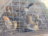 Chickens — Foto 1