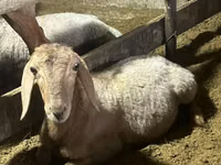 Қошқар, Rhon sheep — 4-сурет