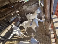 母山羊, Goats — 照片 6