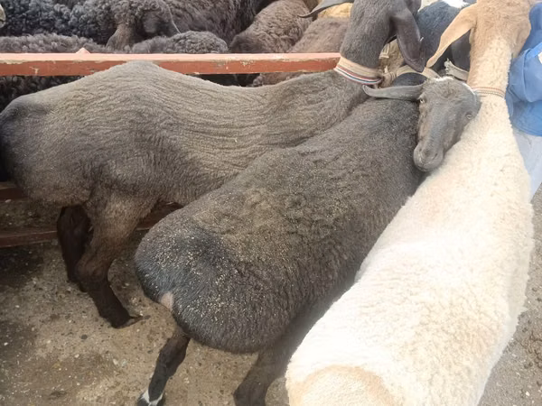 Schafe (Partie, Geschlecht nicht angegeben), Edilbay sheep — Usbekistan