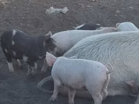 Schweine (Partie, Geschlecht nicht angegeben), Schweine — Foto 6