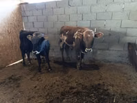 公牛, Cattle — 照片 1