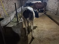 母牛, Russian Black pied cattle — 照片 1
