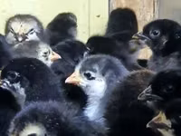 Chickens — 5-rasm