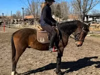Caballo, Hungarian horse breed — foto 4