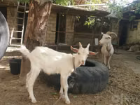Ziege, Alpine goat — Foto 2