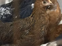 Chickens — foto 8