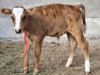 सांड, Simmental cattle — फ़ोटो 2