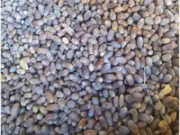 Dub yong'oq yem maxsuloti — الصورة 2
