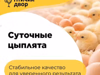 Chickens — Foto 7