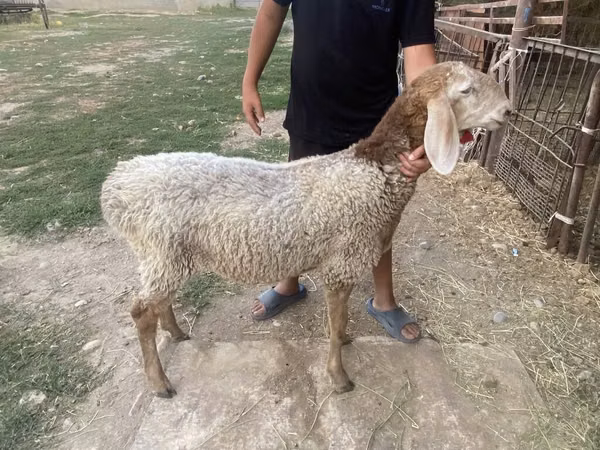 Qoʻchqor, Arashan sheep