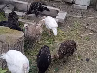 Turkeys — 3-rasm