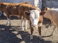 Qoramol (partiya, jinsi ko‘rsatilmagan), Swiss cattle — 1-rasm