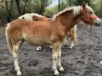 Бие, Haflinger — 3-сурет