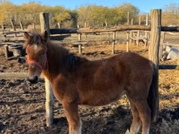 Mare, Horses