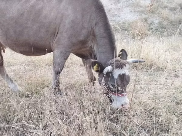 母牛, Cattle — 吉尔吉斯斯坦
