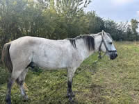 Hengst, Pferde — Foto 2
