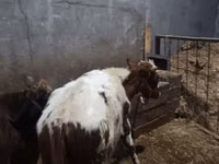 牛只（批次，未指定性别）, Cattle — 照片 6