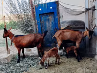 Ziegen (Partie, Geschlecht nicht angegeben), Alpine goat — Foto 2