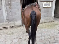 فرس, Thoroughbred horse — الصورة 5